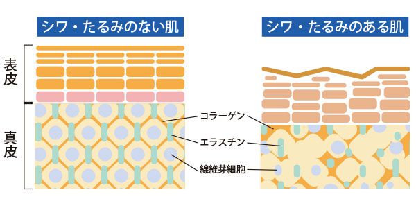 ハリ肌の条件